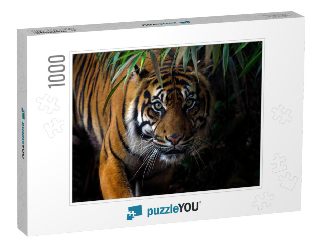 Beautiful Sumatran Tiger on the Prowl... Jigsaw Puzzle with 1000 pieces