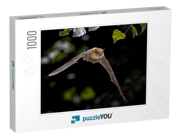 Flying Pipistrelle Bat Pipistrellus Pipistrellus Action S... Jigsaw Puzzle with 1000 pieces