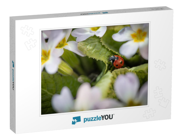 Red Ladybug Among Flowers in Spring... Jigsaw Puzzle