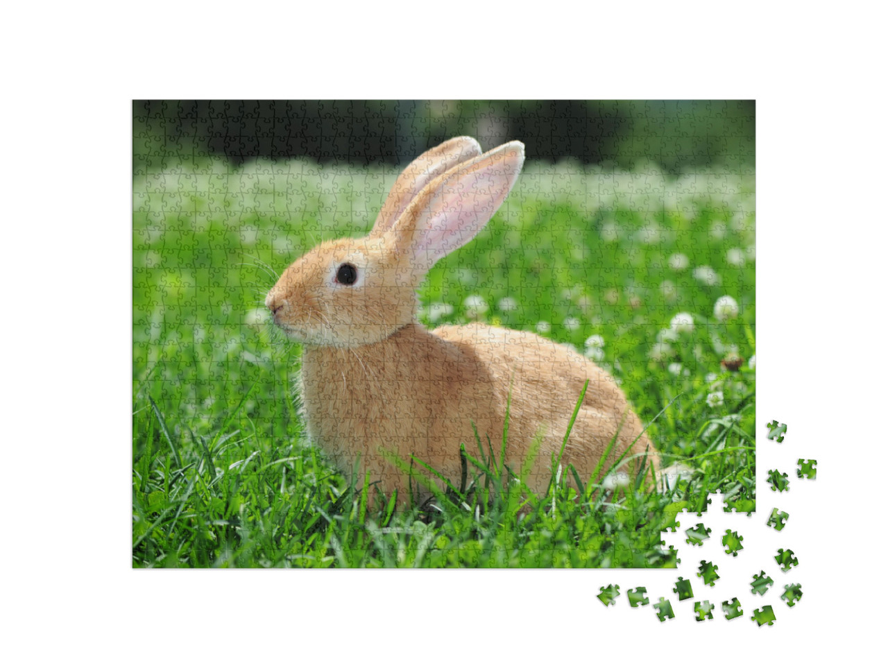 Rabbit in the Nature... Jigsaw Puzzle with 1000 pieces