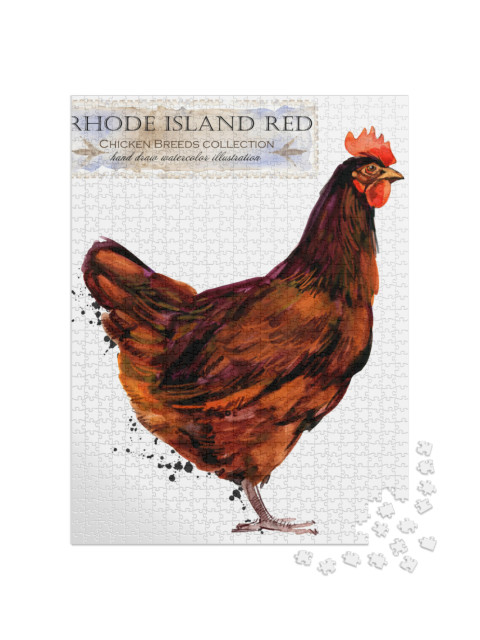 Rhode Island Red Hen. Poultry Farming. Chicken Breeds Ser... Jigsaw Puzzle with 1000 pieces