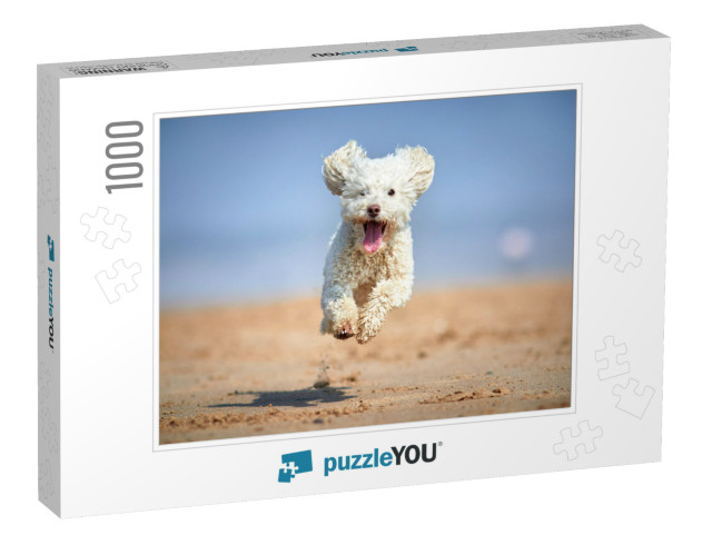 Miniature Poodle - Dog Running, Playing & Jumping on the... Jigsaw Puzzle with 1000 pieces