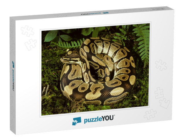 Ball Python Python Regius, Africa... Jigsaw Puzzle