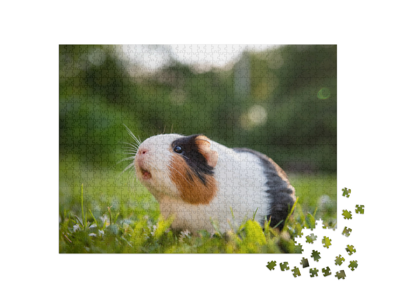 Guinea Pig in a Meadow... Jigsaw Puzzle with 1000 pieces