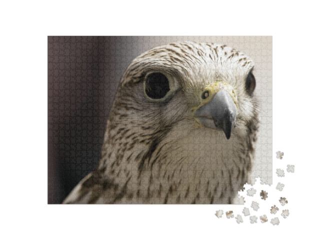 Portrait of a Beautiful Raptor or Bird of Prey... Jigsaw Puzzle with 1000 pieces