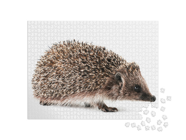 Hedgehog Close-Up on a White Background. Isolated... Jigsaw Puzzle with 1000 pieces