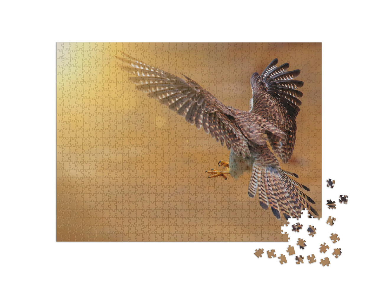 Bird Hunter Common Kestrel European Kestrel Eurasian Kest... Jigsaw Puzzle with 1000 pieces