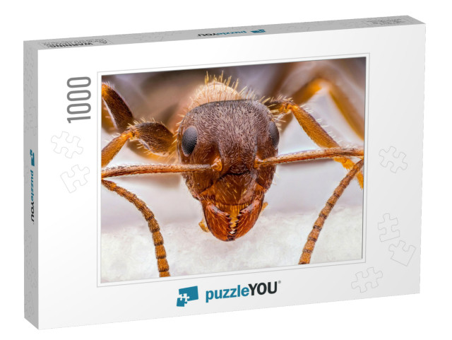 Tiny Red Ant Close Up... Jigsaw Puzzle with 1000 pieces