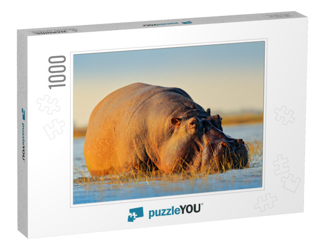 African Hippopotamus, Hippopotamus Amphibius Capensis, wi... Jigsaw Puzzle with 1000 pieces