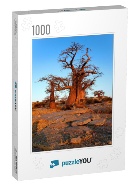 Baobabs Adansnia Digitata, Kubu Island, in the South West... Jigsaw Puzzle with 1000 pieces