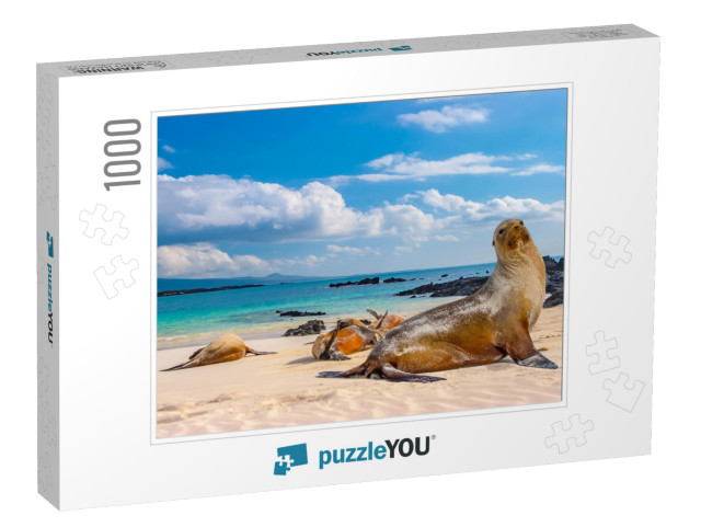 Ecuador. the Galapagos Islands. Seals Are Sleeping on the... Jigsaw Puzzle with 1000 pieces