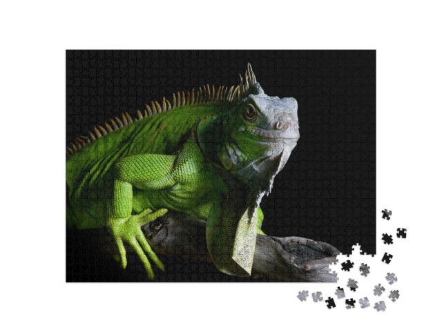 Big Green Iguana on Isolated Black Background... Jigsaw Puzzle with 1000 pieces