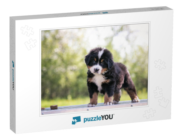 Bernese Mountain Dog Puppy Outside. So Cute & Small Berne... Jigsaw Puzzle