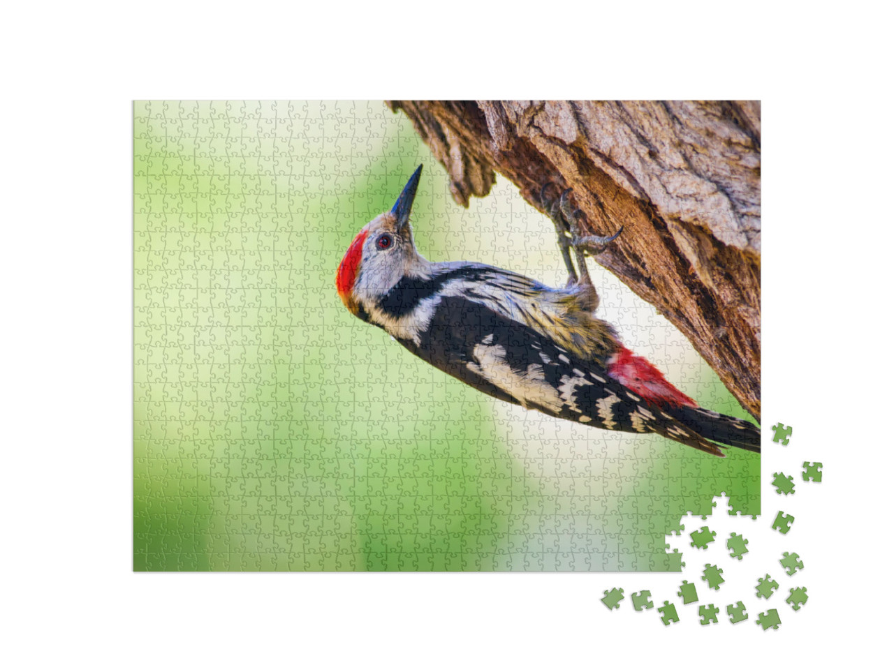 Cute Woodpecker on Tree. Green Forest Background. Bird Mi... Jigsaw Puzzle with 1000 pieces