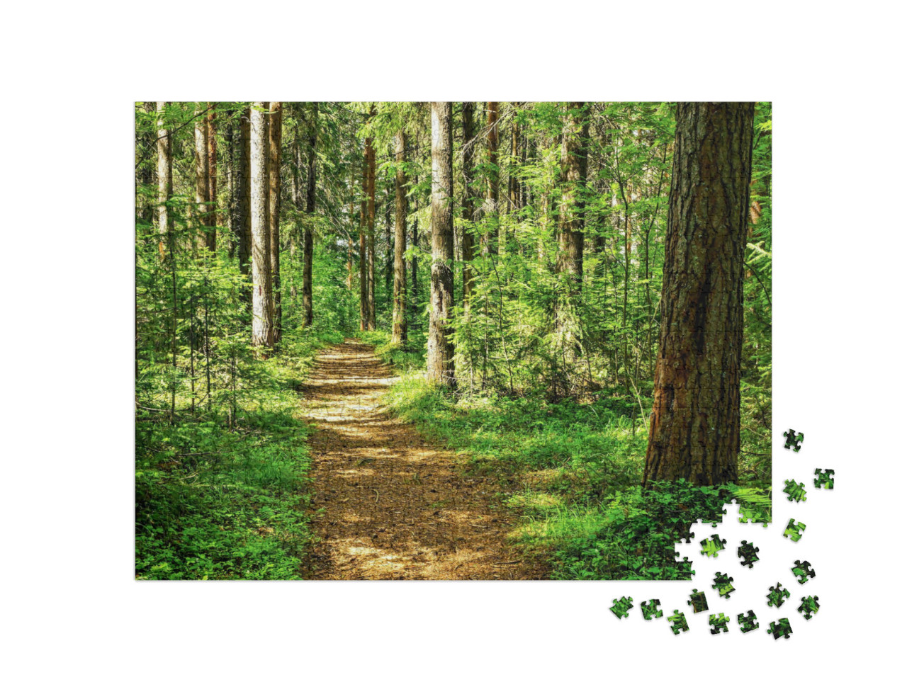 Forest Trail Scene. Woodland Path... Jigsaw Puzzle with 1000 pieces