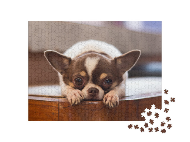 Lonely Dog, Red Nose Chihuahua Dog... Jigsaw Puzzle with 1000 pieces