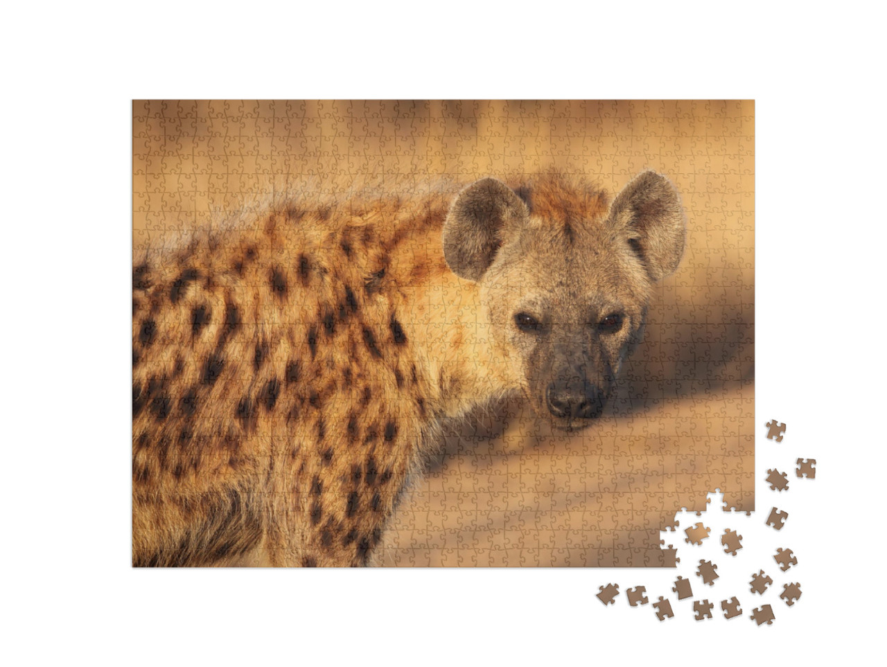 The Spotted Hyena Crocuta Crocuta Also Known as the Laugh... Jigsaw Puzzle with 1000 pieces