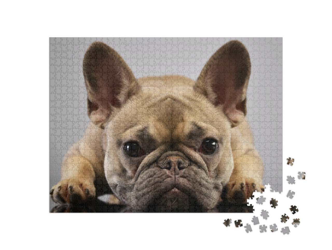 Portrait of an Adorable French Bulldog, Studio Shot, Isol... Jigsaw Puzzle with 1000 pieces