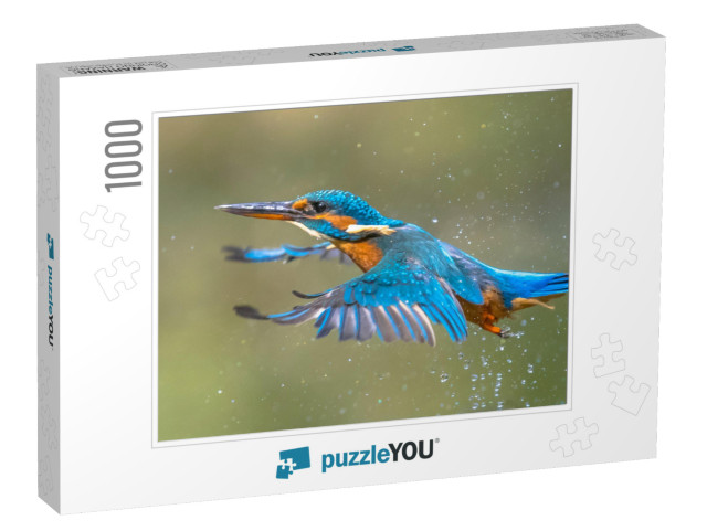 Common European Kingfisher Alcedo Atthis. River Kingfishe... Jigsaw Puzzle with 1000 pieces