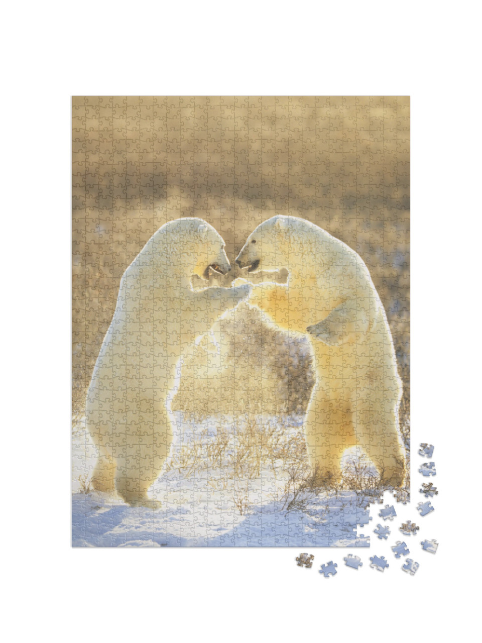 Polar Bears from Canada. Polar Bears Play Fight. Polar Be... Jigsaw Puzzle with 1000 pieces