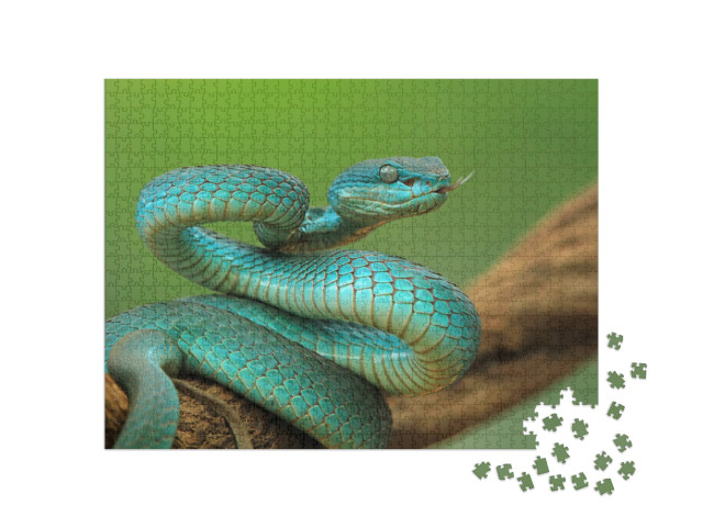 Blue Viper Snake on Branch, Viper Snake Ready to Attack... Jigsaw Puzzle with 1000 pieces