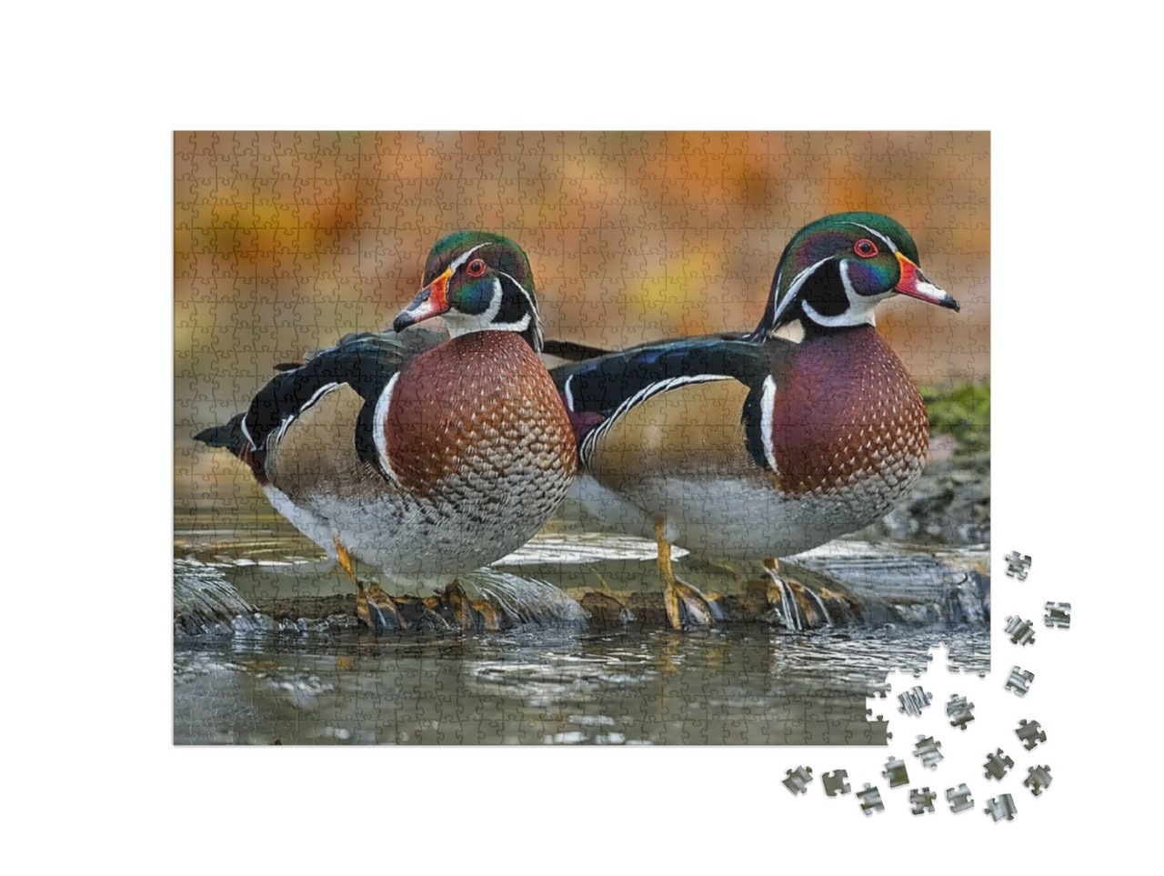 The Wood Duck or Carolina Duck is a Species of Perching D... Jigsaw Puzzle with 1000 pieces