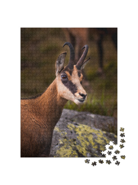 Portrait of Chamois, Wild Chamois in Nature... Jigsaw Puzzle with 1000 pieces