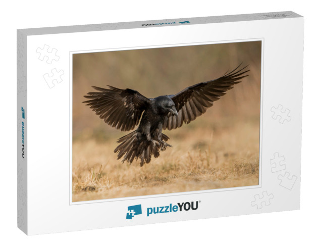 Raven Corvus Corax... Jigsaw Puzzle