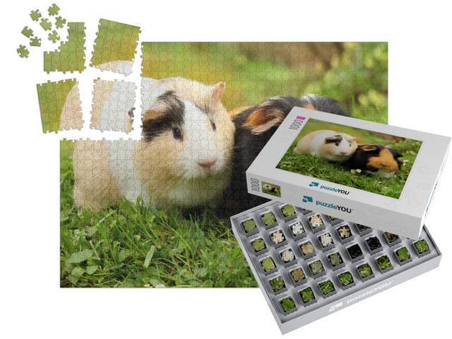 Two Cute Guinea Pigs... | SMART SORTED® | Jigsaw Puzzle with 1000 pieces