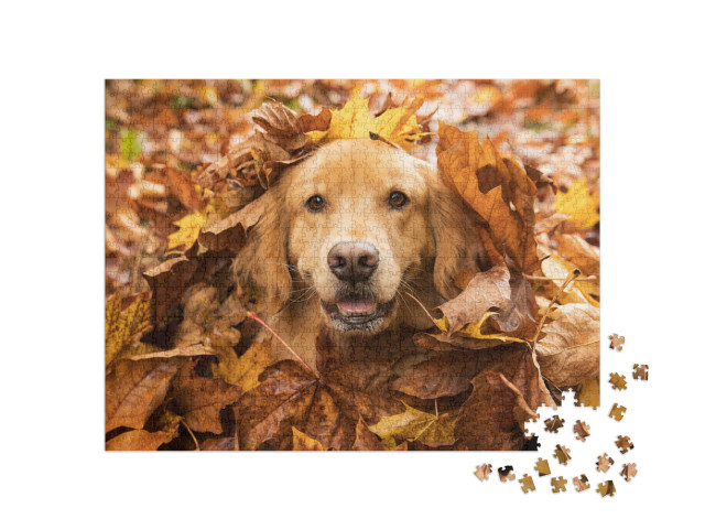 Golden Retriever Dog in a Pile of Fall Leaves... Jigsaw Puzzle with 1000 pieces