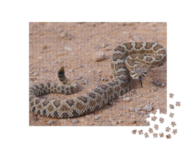 Dangerous Rattle Snake, Coiled & Ready to Strike - Great... Jigsaw Puzzle with 1000 pieces