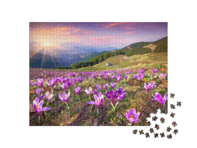 Blossom of Crocuses At Spring in the Mountains. Colorful... Jigsaw Puzzle with 1000 pieces