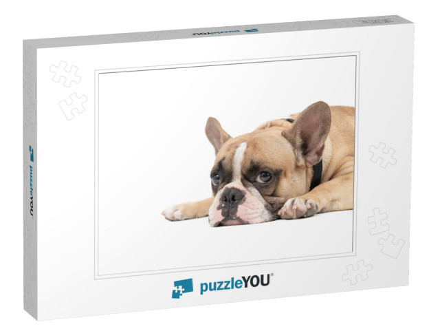 An Anorexic French Bulldog Lying on a White Background, H... Jigsaw Puzzle