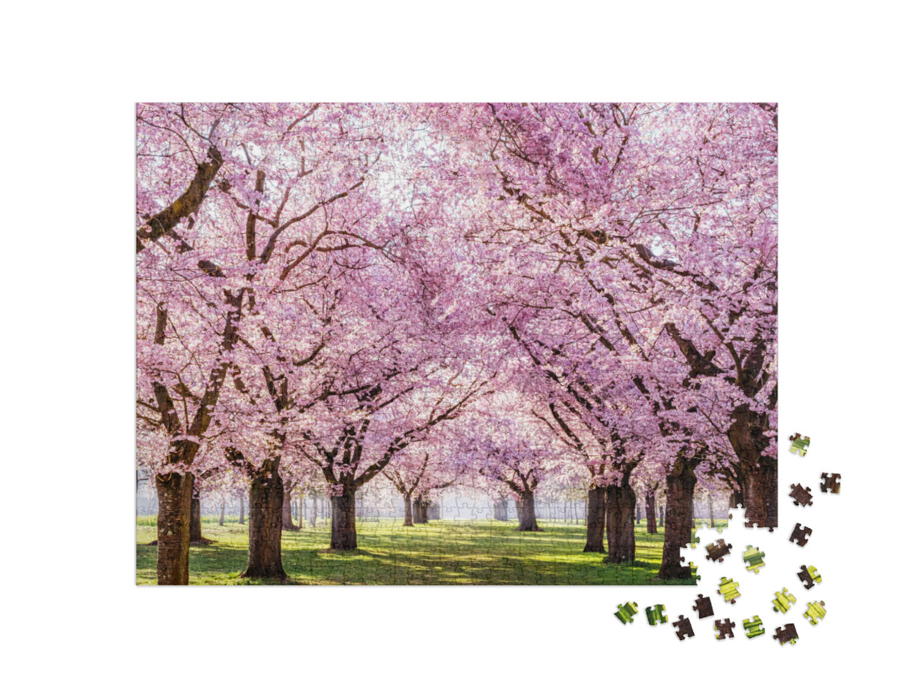 Sakura Cherry Blossoming Alley. Wonderful Scenic Park wit... Jigsaw Puzzle with 1000 pieces