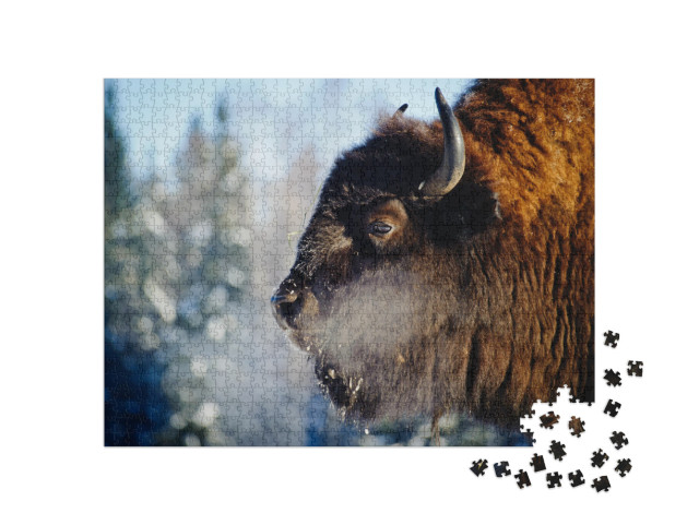 Bison in the Wild, in Winter, Against the Background of F... Jigsaw Puzzle with 1000 pieces