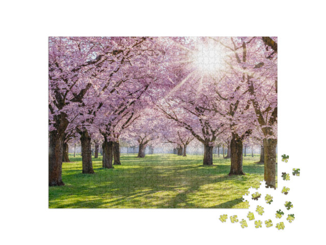 Cherry Blossoming Trees & Sun Light in Park. Sakura Cherr... Jigsaw Puzzle with 1000 pieces