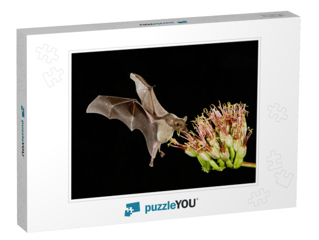 Lesser Long-Nosed Bat, Leptonycteris Curasoae, Adult in F... Jigsaw Puzzle