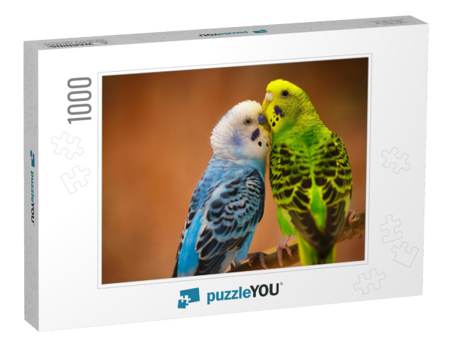 Budgerigar... Jigsaw Puzzle with 1000 pieces