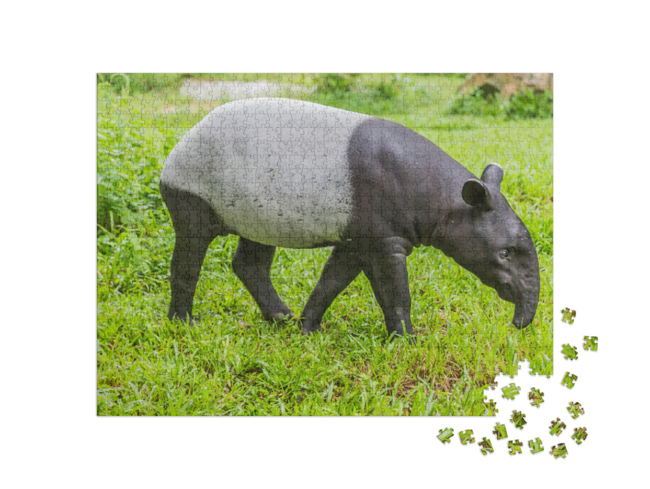 Tapir is a Mammal that Feeds on Large Plants. Tapiridae i... Jigsaw Puzzle with 1000 pieces