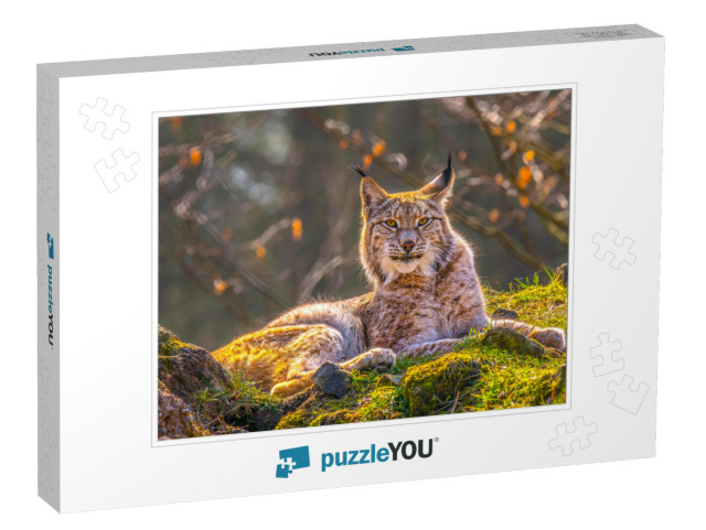 Cute Young Lynx in the Colorful Wilderness Forest... Jigsaw Puzzle