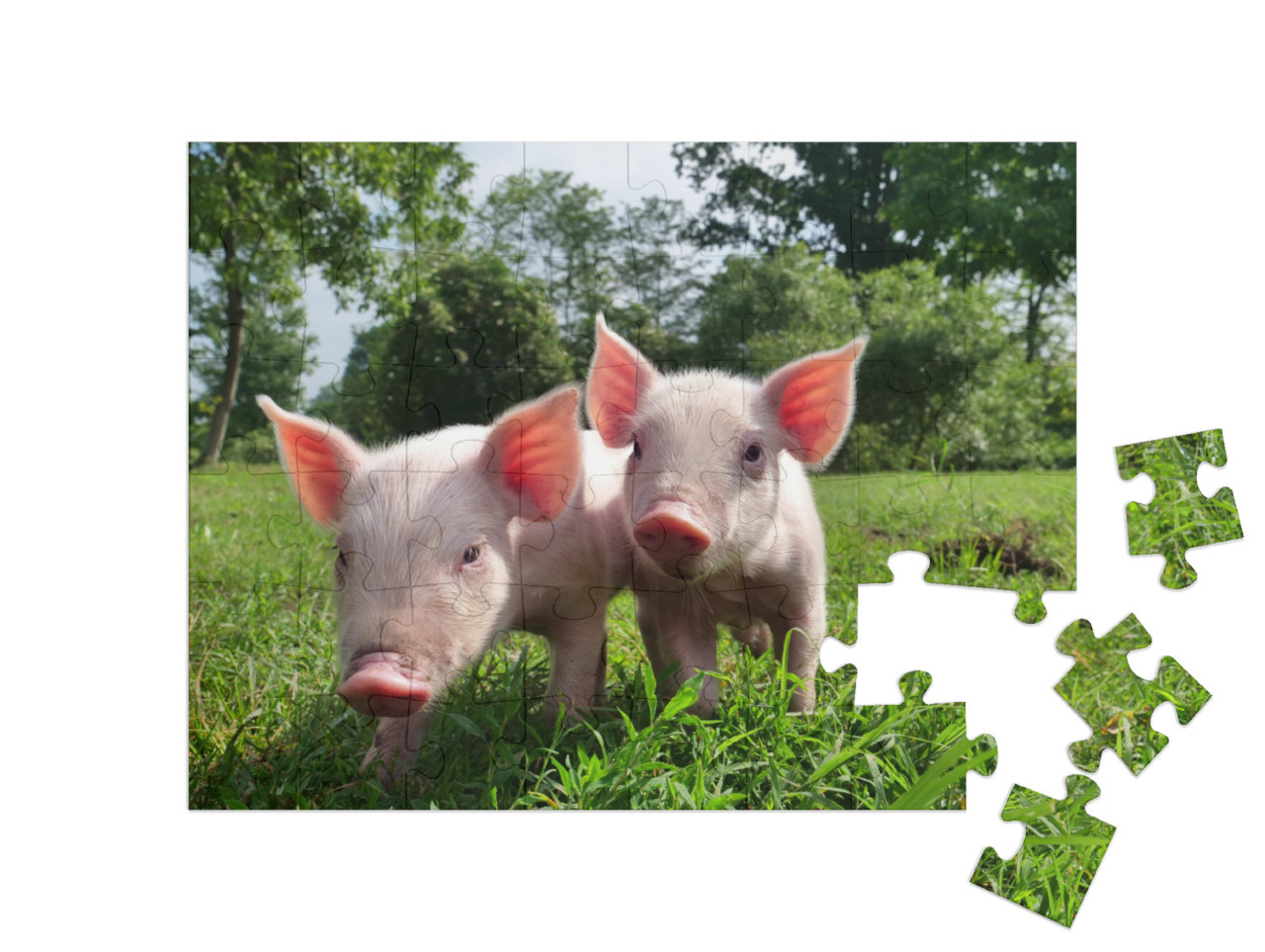 Pig Cute Newborn Standing on a Grass Lawn. Concept of Bio... Jigsaw Puzzle with 48 pieces