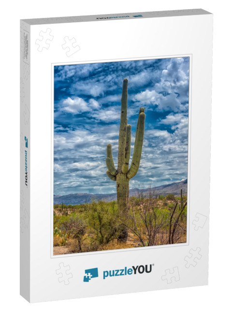 Big Saguaros in Saguaro National Park, Arizona... Jigsaw Puzzle