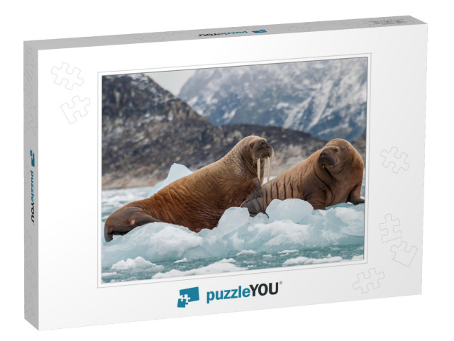 Walrus & Her Pup Floating on Ice in a Fjord, Eastern Gree... Jigsaw Puzzle