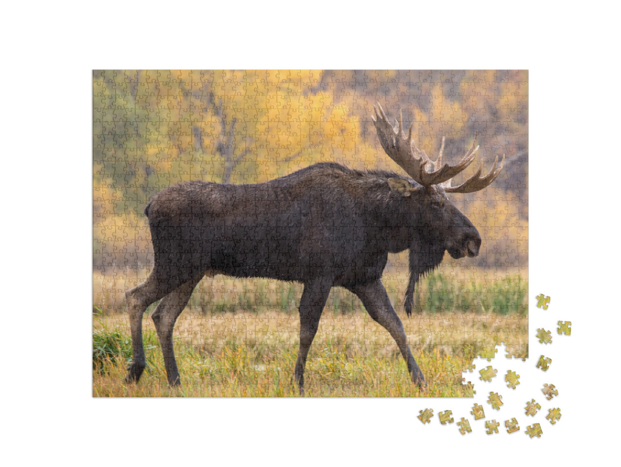 Bull Moose Walking in the Rain... Jigsaw Puzzle with 1000 pieces