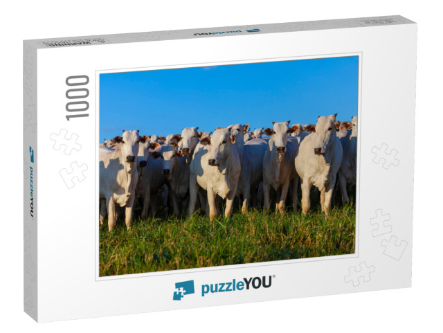 Herd of Nellore Cattle Grazing, Selected Animals Looking... Jigsaw Puzzle with 1000 pieces