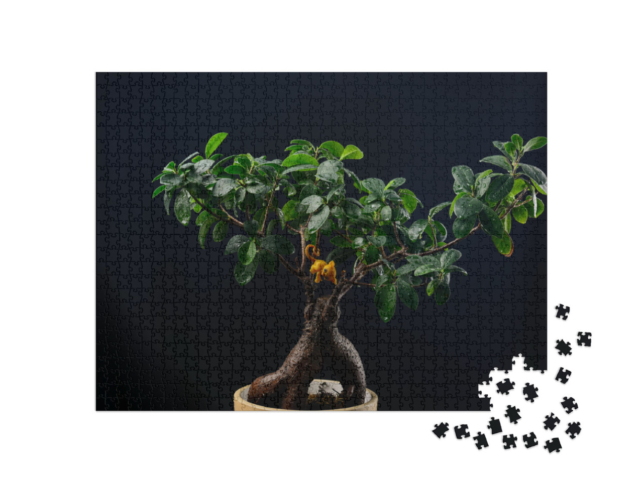 Indoor Plant Ficus Bonsai on a Black Background Close-Up... Jigsaw Puzzle with 1000 pieces