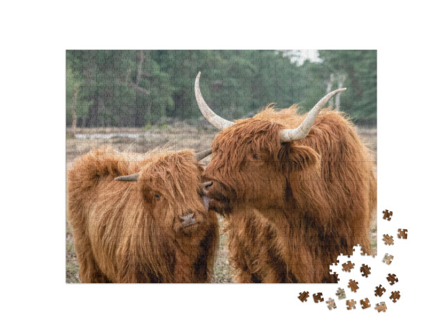 Beautiful Highland Cow Cattle with Calf Bos Taurus Taurus... Jigsaw Puzzle with 1000 pieces