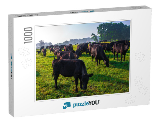 Summer Morning in the Pasture. a Herd of Black Aberdeen A... Jigsaw Puzzle with 1000 pieces