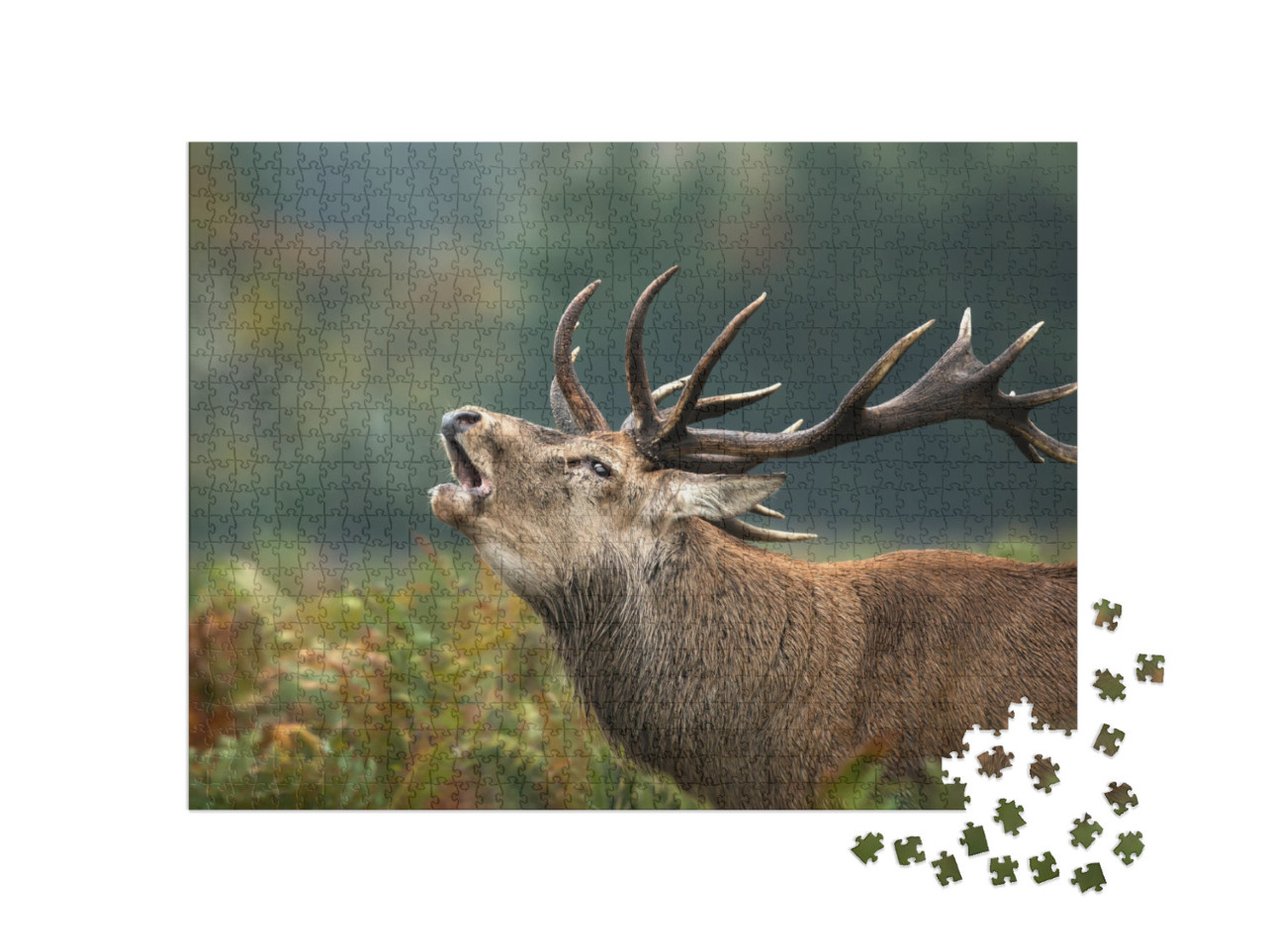 Close Up of a Red Deer Stag Roaring During Rutting Season... Jigsaw Puzzle with 1000 pieces