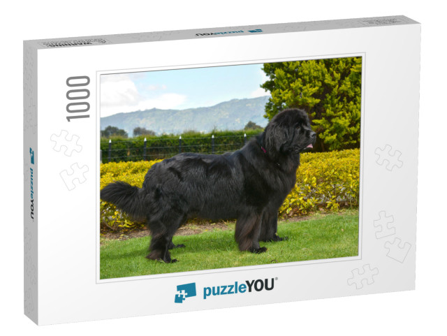 Spectacular Newfoundland Dog, Black, Standing in Profile... Jigsaw Puzzle with 1000 pieces